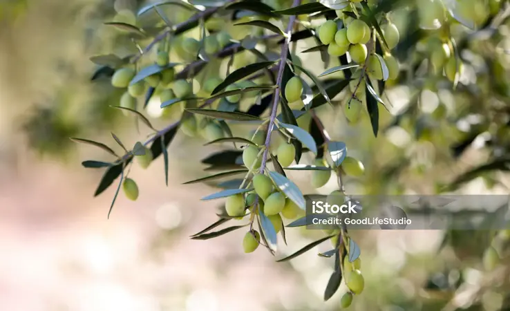 Mediterrane Pflanzen für Kübel